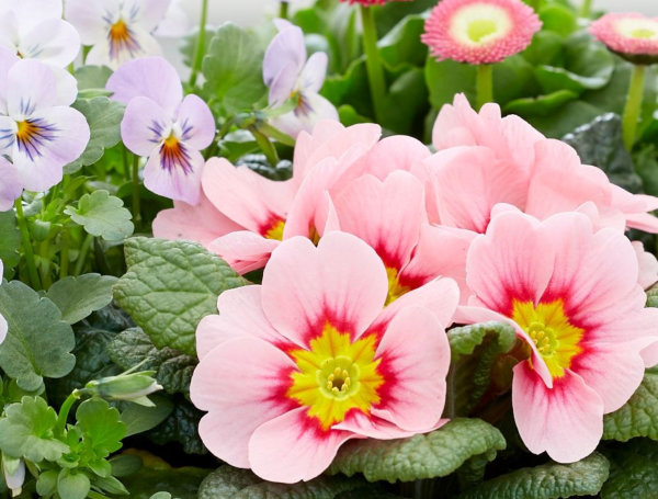 Spring Flowers