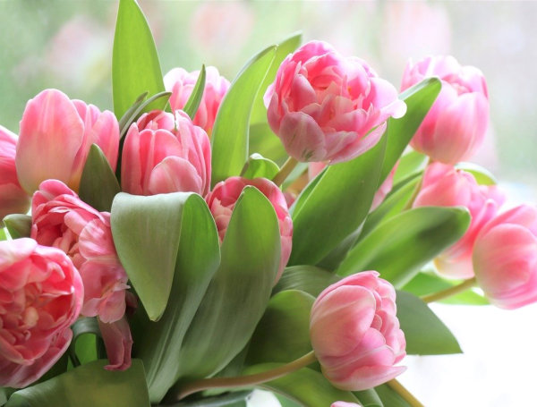 tulips may 2020